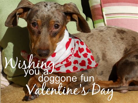 Valentine's Day Dog Wallpaper - WallpaperSafari