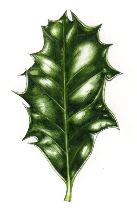 Step by step botanical illustration of a Holly leaf - Lizzie Harper