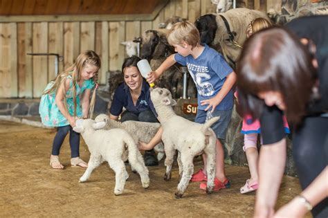 Agrodome Farm Show Rotorua Nz