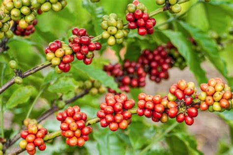 Le Café De Larbre à La Tasse Laurie Richard Alimentation