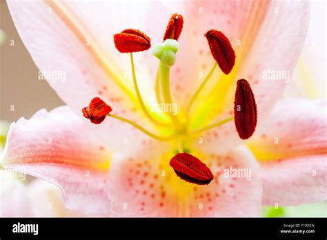 Garden Flower Stargazer Lily Star Gazer Lily Lilium Close Up Macro