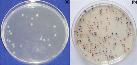 Petri Plates Showing Colonies Of A Heterotrophic Bacteria And B