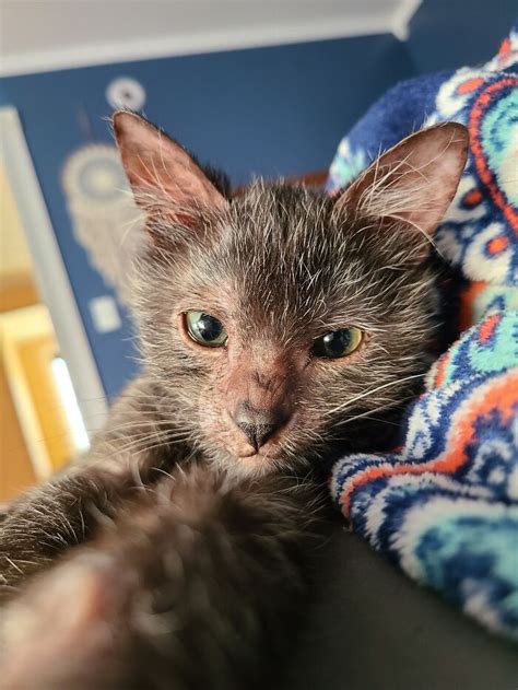 Owners Thought Their Kitten Was Sick, Found Out That Gracie Is Actually ...