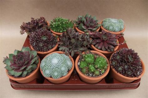 Sempervivum Mix Hurtownia Ro Lin Floraccess