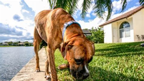 Por qué mi perro come caca Qué puedo hacer Coprofagia