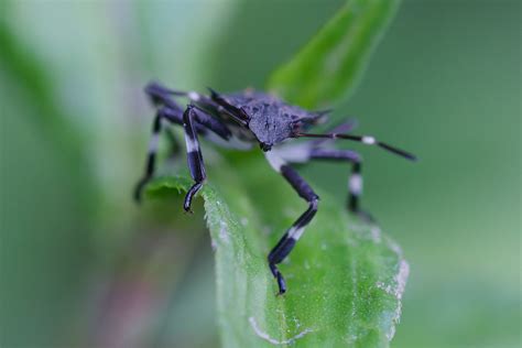 Punaise Diabolique Halyomorpha Halys Forme Larvaire H Flickr