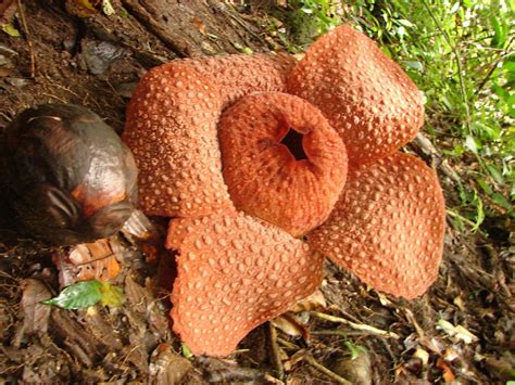 Rafflesia Micropylora The Genus Occurs At The Western Region Of Wallace