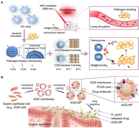 Frontiers Recent Advances Of Cell Membrane Coated Nanoparticles For