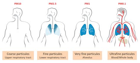 Air Quality: Other Pollutants Beyond Particulate Matter (PM) | Molekule Blog