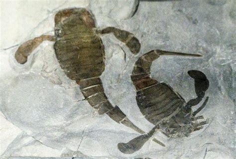 Fossils of Eurypterus remipes – Geology Pics