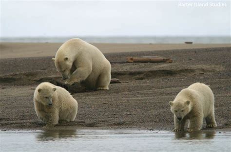 Wildlife Wednesday: what came first, the polar bear or the grizzly ...