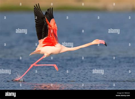 Greater Flamingo Phoenicopterus Roseus Adult Taking Off Salalah