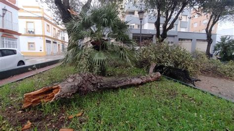 Video Heridos dos jóvenes por la caída de una rama en una plaza en San