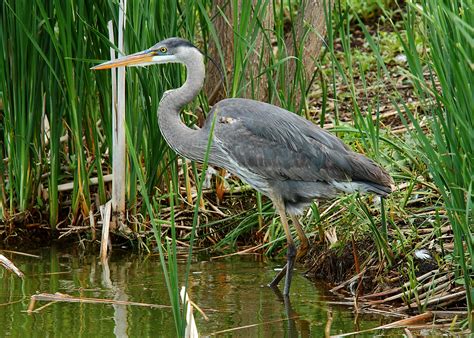 Hinterland Who's Who - Great Blue Heron