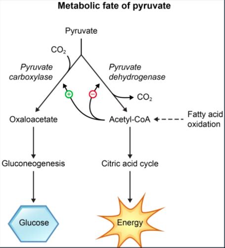 Uworld Biochem Flashcards Quizlet