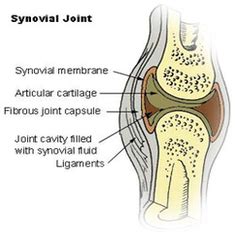 Synovial joint diagram | Anatomy System - Human Body Anatomy diagram ...