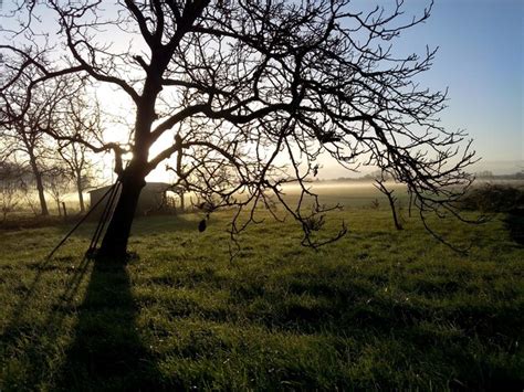 Premium Photo Bare Trees On Grassy Field