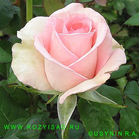 Розы и Сад. Чайно-гибридная роза Розовый Фламинго Rose Flamingo ...