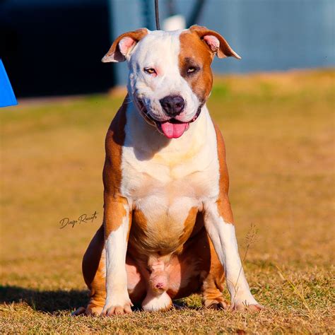 Temperamento Do American Staffordshire Terrier