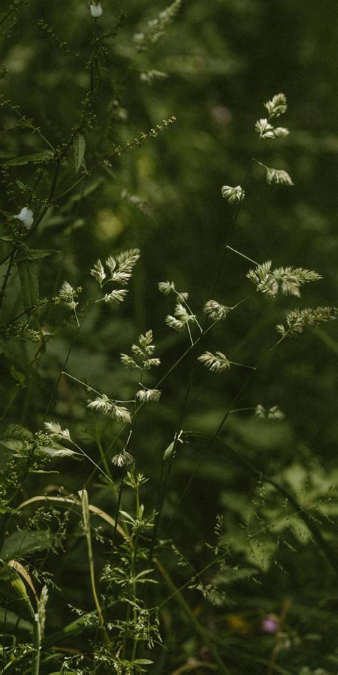 Pin by Iyan Sofyan on Flowers + | Green aesthetic, Nature aesthetic ...