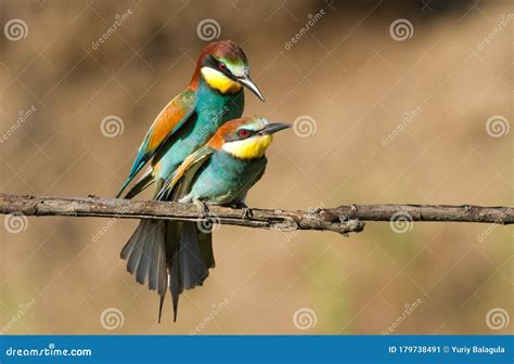 Common Bee Eater Merops Apiaster Birds Make Love Sex Stock Image Image Of Beauty Beeeater