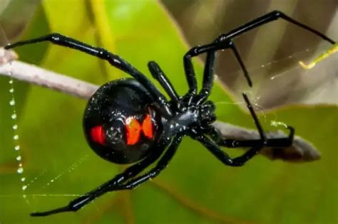 Types Of Poisonous Spiders In California With Pictures Own Yard Life