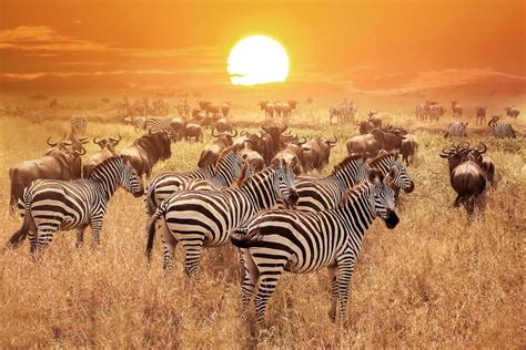 Animais Da Savana Africana - 9