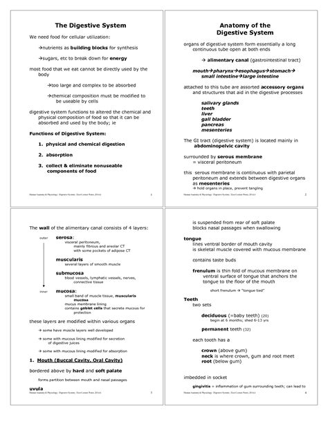Anatomy And Physiology Digestive System Study Guide 11
