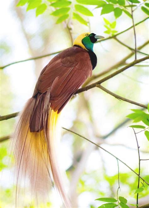 Greater Bird Of Paradise Paradisaea Apoda Birding Birds Nature