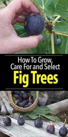 Fig Tree Care: How To Grow Fig Trees In Your Home Or Garden in 2022 ...