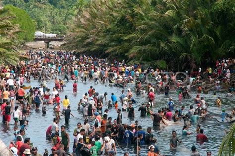 Tradisi Sasi Lompa Haruku Antara Foto