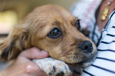 Como Acalmar Um Cachorro Com Medo De Fogos Clube Pets