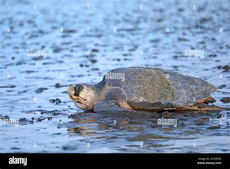 Golfina Tortuga De Ridley Del Pacífico Tortuga De Mar De Ridley De Oliva Tortuga De Mar De