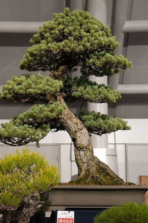 Amazing Bonsai Tree Design In 2023 Don T Miss Out Earthysai