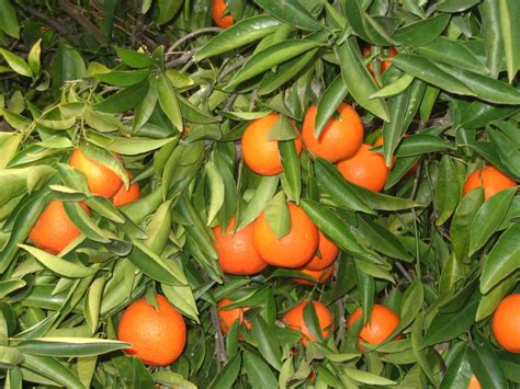 Citrus reticulata 'Clementine' - Sloat Garden Center