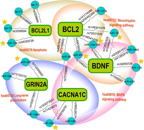 The Schematic Diagram Of MiRSNP MiRNA Gene Pathway Axis The Green