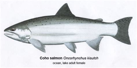 Coho Salmon