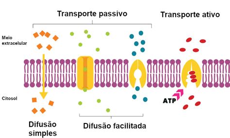 O Que Difus O Como Ela Atua Na Respira O Nuorinayttamo Conhecimento