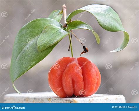 Surinam cherry stock image. Image of leaf, medicine, fresh - 61159493