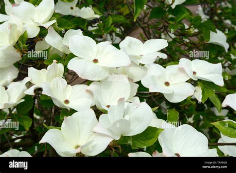 Cornus canadensis flowers creeping dogwood bunchberry Stock Photo - Alamy