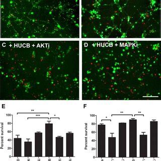 The Effects Of Hucb Cell Treatment On Gene Expression In Neurons Under