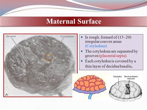 Cotyledon Placenta