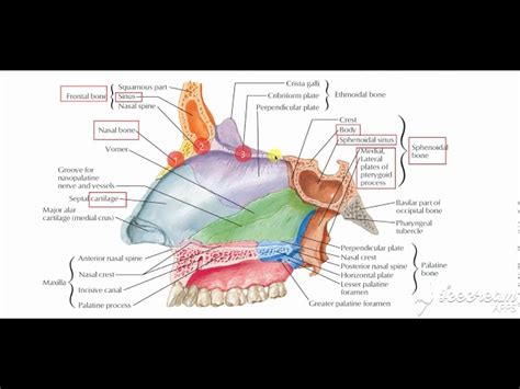 The Nasal Cavity Structure Vasculature Innervation 48 Off