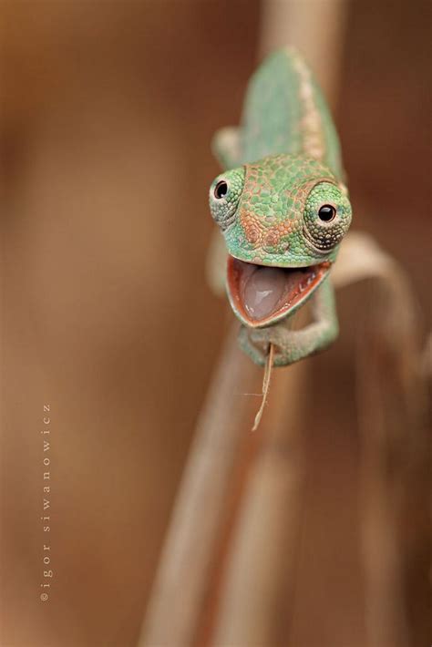 18 Adorably Cute Reptiles That Will Make You Go A