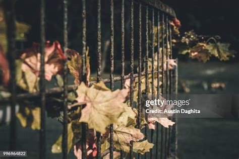 219 Chain Link Fence Art Stock Photos, High-Res Pictures, and Images ...