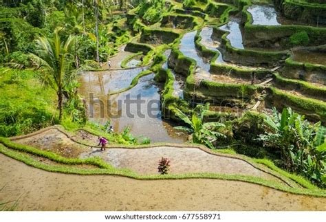 988 Sri Lanka Rice Cultivation Images, Stock Photos, 3D objects ...