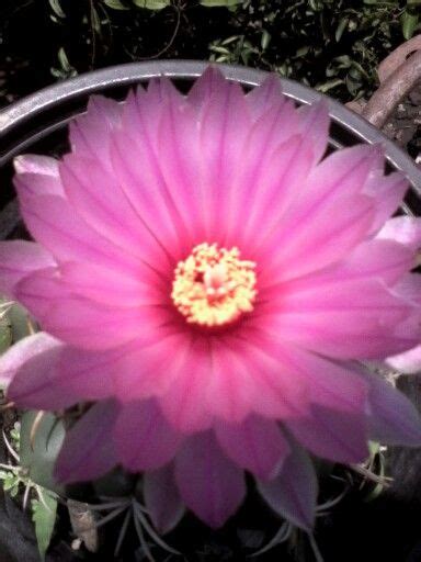 Biznaga Flower - Beautiful Pink Flower in a Metal Basket