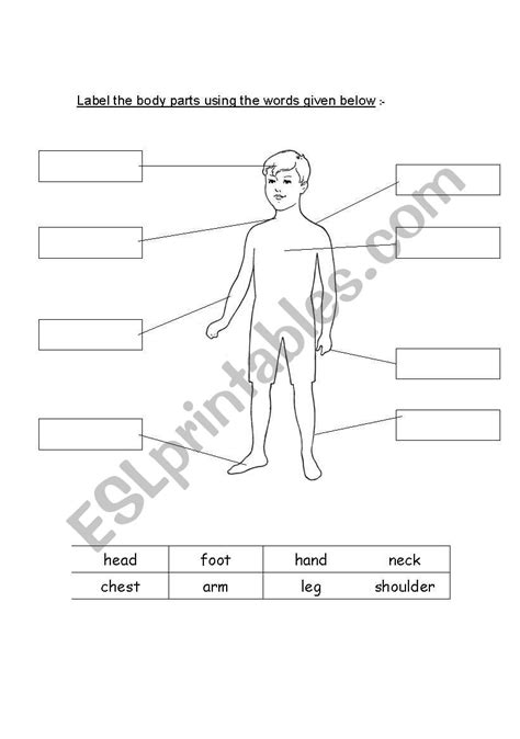 Anatomy Human Body Parts Label