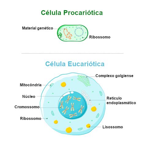 Oque Sao Celulas - Células: o que são, funções, classificação, resumo - Escola Kids