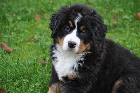 12 Swiss Names for Bernese Mountain Dogs From Culture and Folklore ...